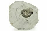 Pyritized Jurassic Ammonite (Fuciniceras) Fossil - France #367620-1